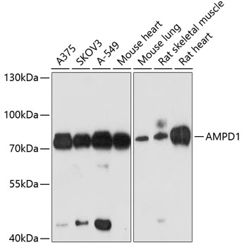 AMPD1 Antibody