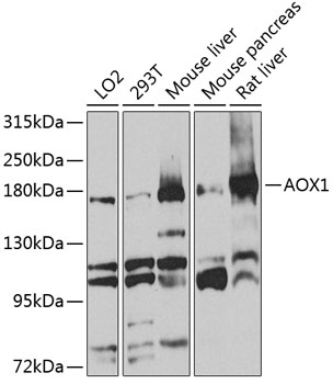 AOX1 Antibody