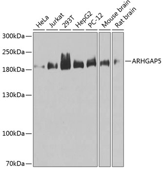 ARHGAP5 Antibody