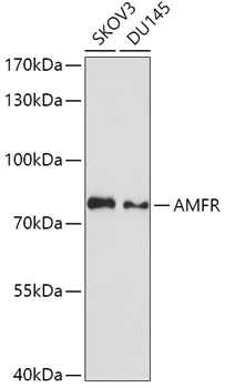 AMFR Antibody