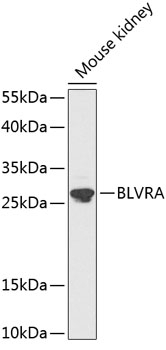 BLVRA Antibody