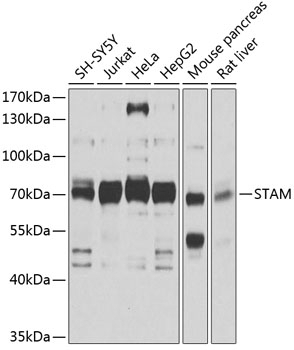 STAM Antibody
