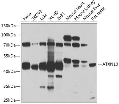 ATXN10 Antibody