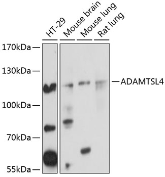 ADAMTSL4 Antibody