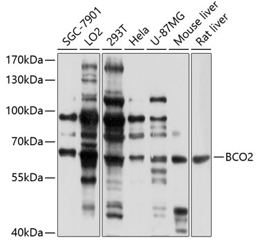 BCO2 Antibody
