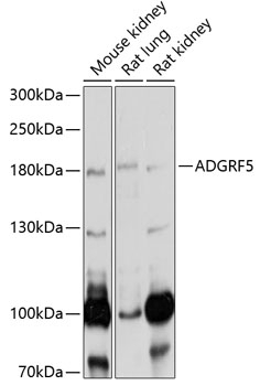 ADGRF5 Antibody