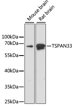 TSPAN33 Antibody