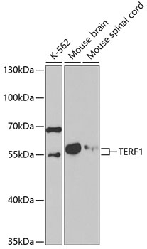 TERF1 Antibody