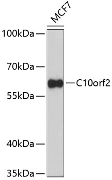 C10orf2 Antibody