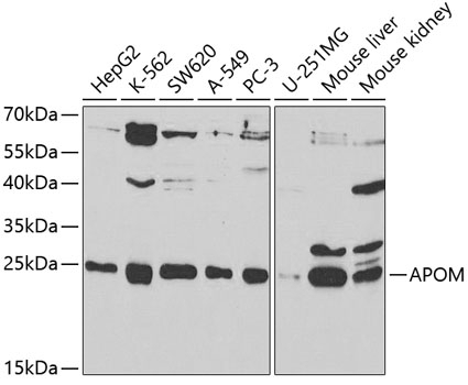 APOM Antibody