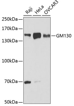 GM130 Antibody