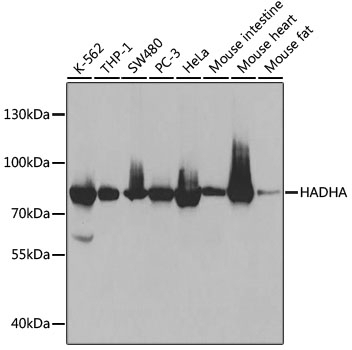 HADHA Antibody, KO Validated