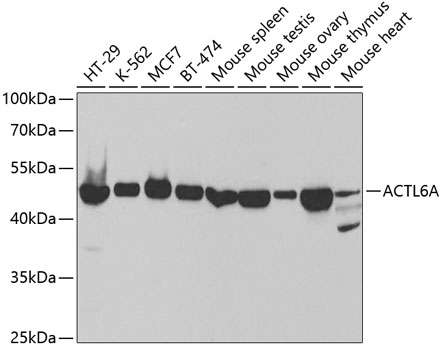 ACTL6A Antibody