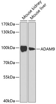 ADAM9 Antibody