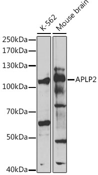APLP2 Antibody