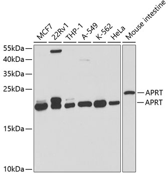 APRT Antibody