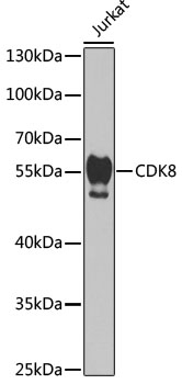 CDK8 Antibody, KO Validated