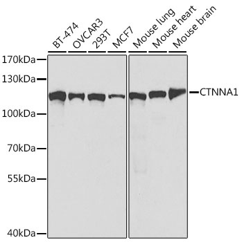 CTNNA1 Antibody