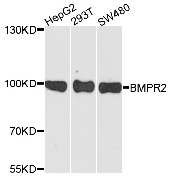 BMPR2 Antibody