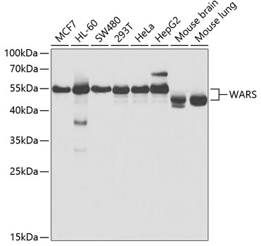 WARS Antibody