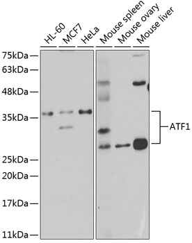 ATF1 Antibody