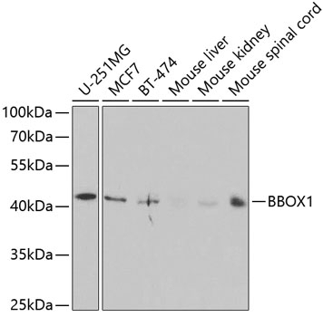 BBOX1 Antibody