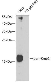 Pan DiMethyl-lysine pAb