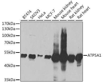 ATP5A1 Antibody
