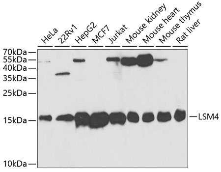 LSM4 Antibody