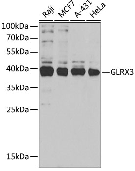 GLRX3 Antibody