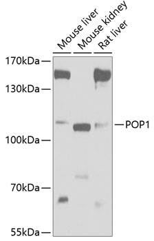 POP1 Antibody