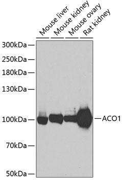 ACO1 Antibody