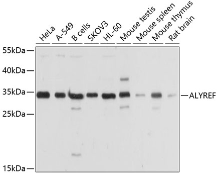 ALYREF Antibody