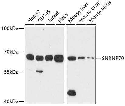SNRNP70 Antibody