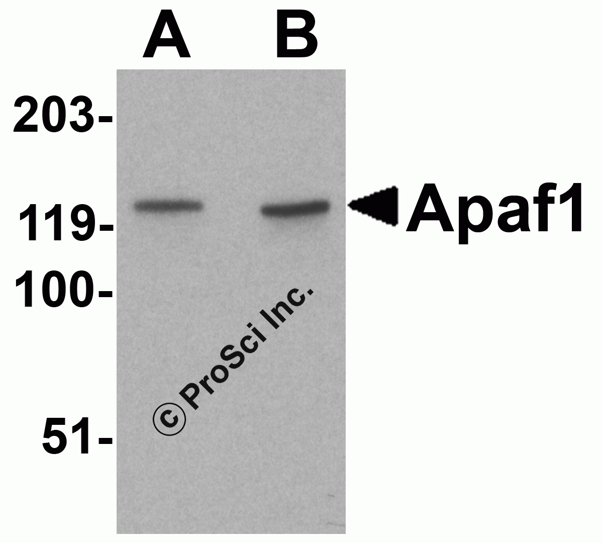 Apaf1 Peptide