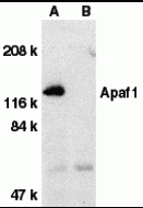 Apaf1 Peptide