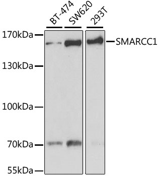 SMARCC1 Antibody, KO Validated