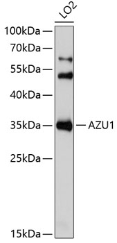 AZU1 Antibody