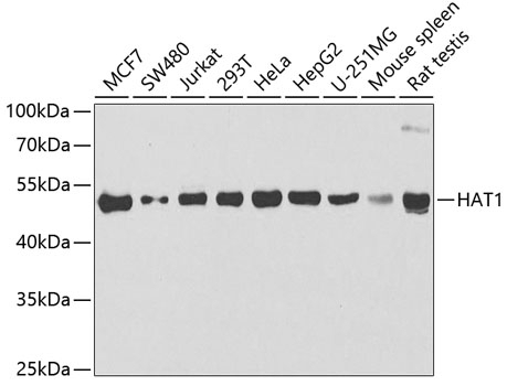 HAT1 Antibody