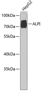 ALPI Antibody