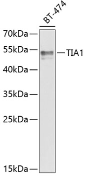 TIA1 Antibody