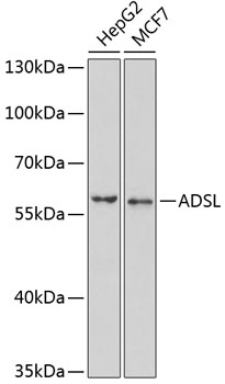 ADSL Antibody