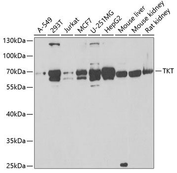 TKT Antibody