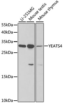 YEATS4 Antibody
