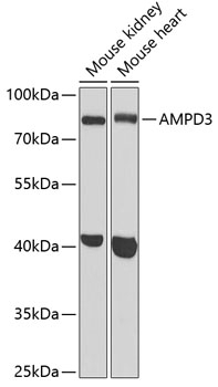 AMPD3 Antibody