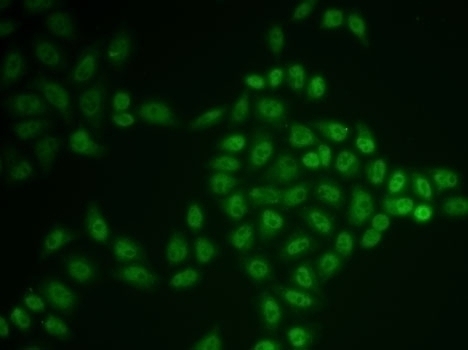 BTG1 Antibody