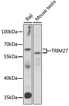 TRIM27 Antibody