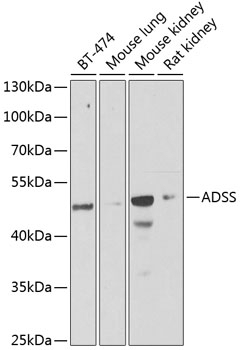 ADSS Antibody