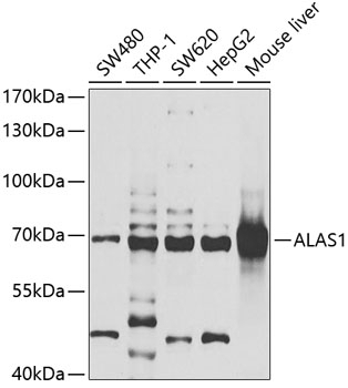 ALAS1 Antibody