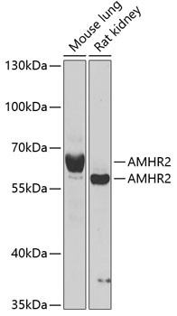 AMHR2 Antibody